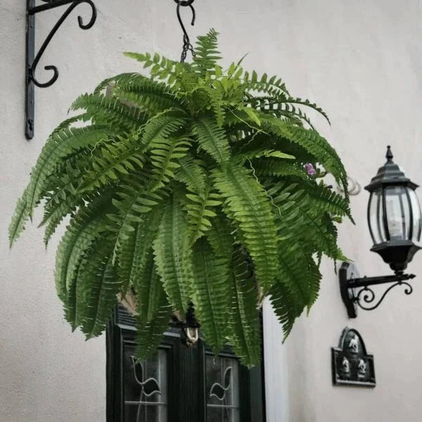 Artificial Boston Fern Lifelike Cascading Fronds UV Resistant