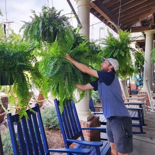 Artificial Boston Fern Lifelike UV-Resistant & Waterproof