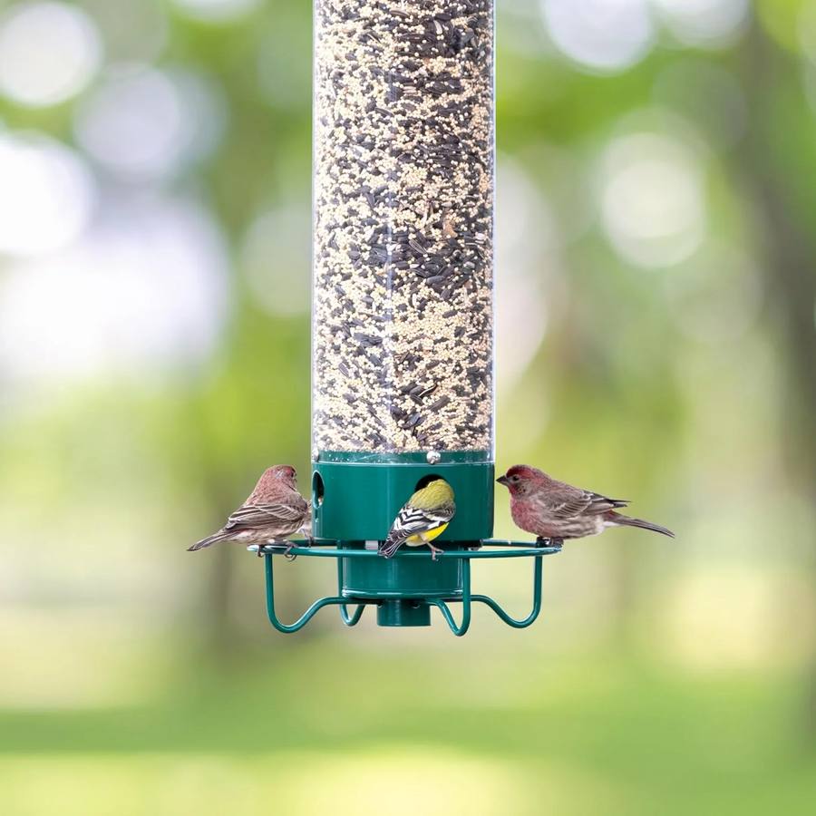 Hanging Bird Feeder Squirrel-Proof Polycarbonate & Metal 5 lb