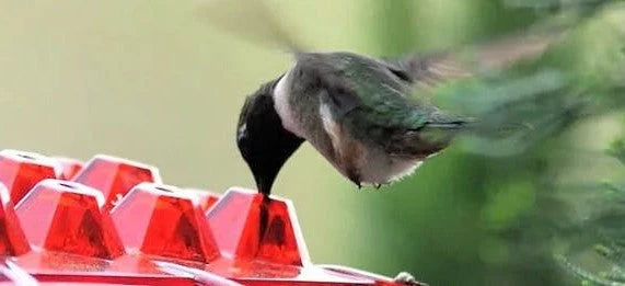 Hanging Hummingbird Feeder Bee-Resistant 30 Feeding Ports Dishwasher-Safe