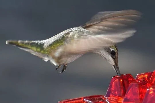Hanging Hummingbird Feeder Bee-Resistant 30 Feeding Ports Dishwasher-Safe