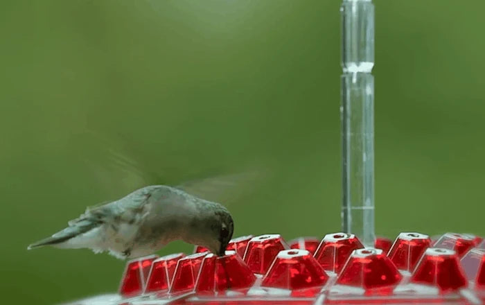 Hanging Hummingbird Feeder Bee-Resistant 30 Feeding Ports Dishwasher-Safe