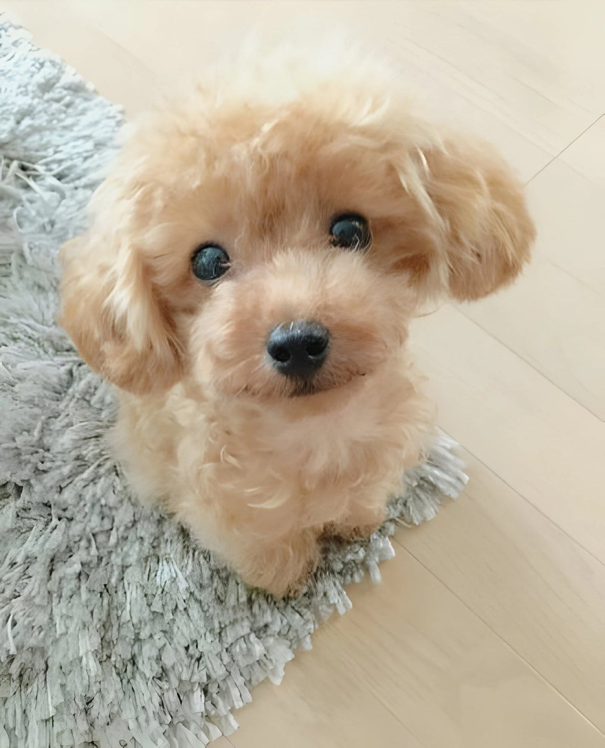 Plush Puppy Lifelike Weighted Filling Soft Synthetic Fur