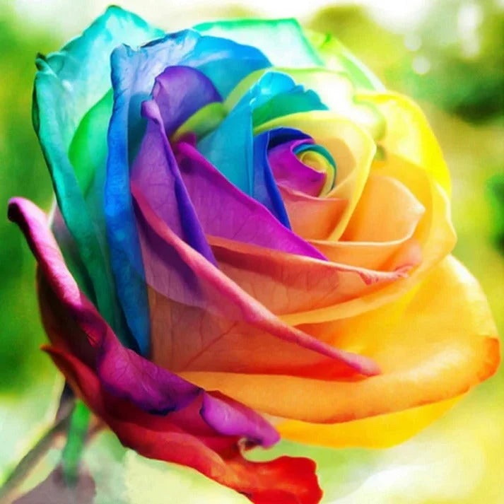 Rose Seeds Pre-Stratified Rainbow Blooms 25 Pack