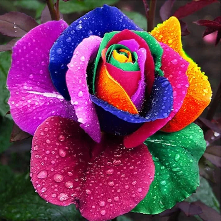 Rose Seeds Pre-Stratified Rainbow Blooms 25 Pack