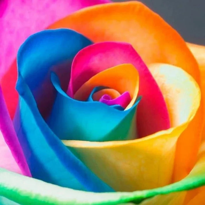 Rose Seeds Pre-Stratified Rainbow Blooms 25 Pack