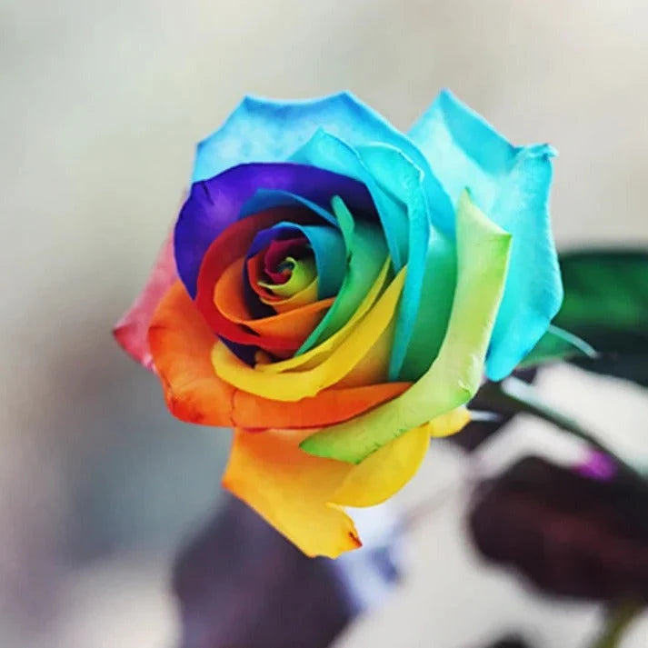 Rose Seeds Pre-Stratified Rainbow Blooms 25 Pack